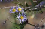 Willowleaf aster